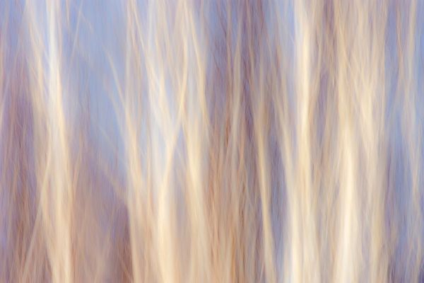 Canada-Manitoba-Sandilands Provincial Forest Forest abstract